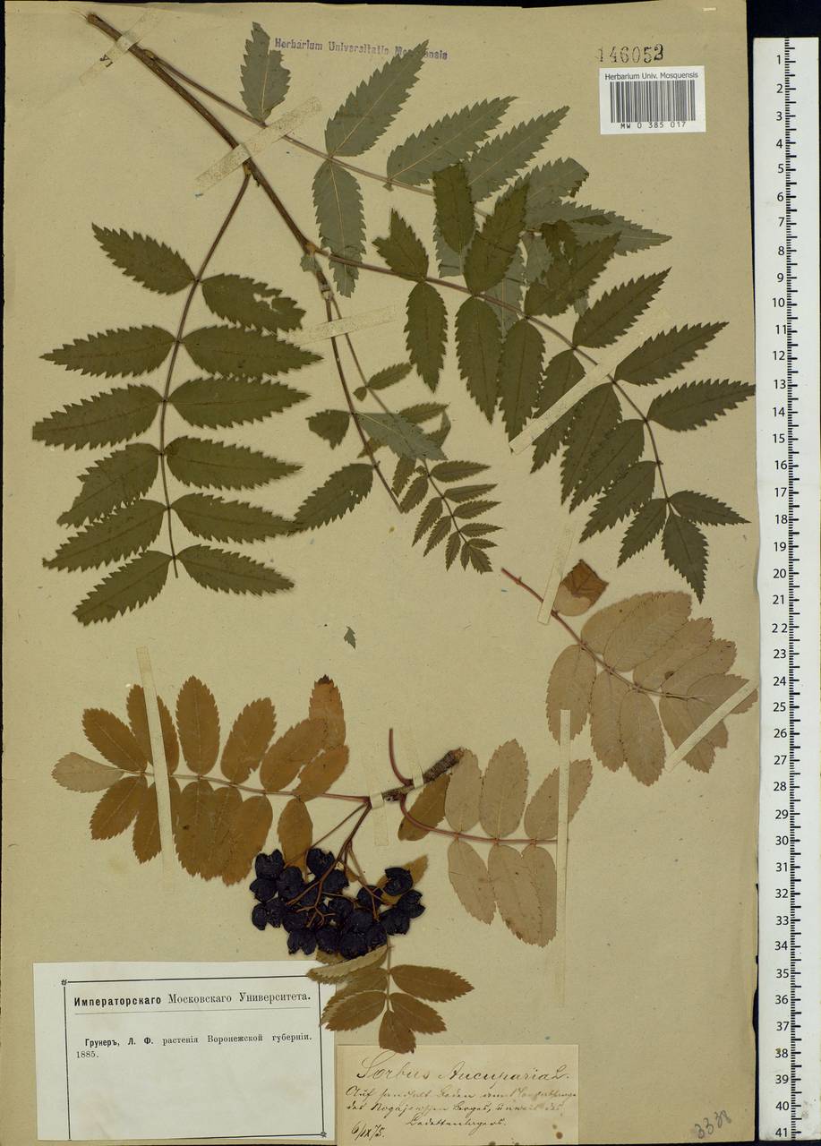 Sorbus aucuparia L., Eastern Europe, Central forest-and-steppe region (E6) (Russia)