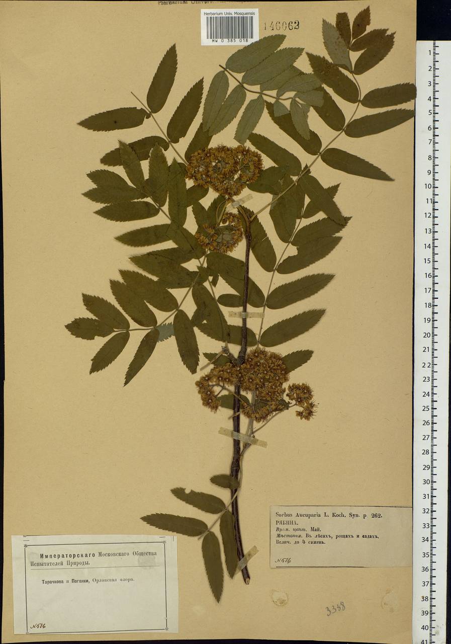 Sorbus aucuparia L., Eastern Europe, Central forest-and-steppe region (E6) (Russia)