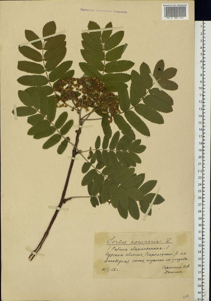 Sorbus aucuparia L., Eastern Europe, Central forest-and-steppe region (E6) (Russia)
