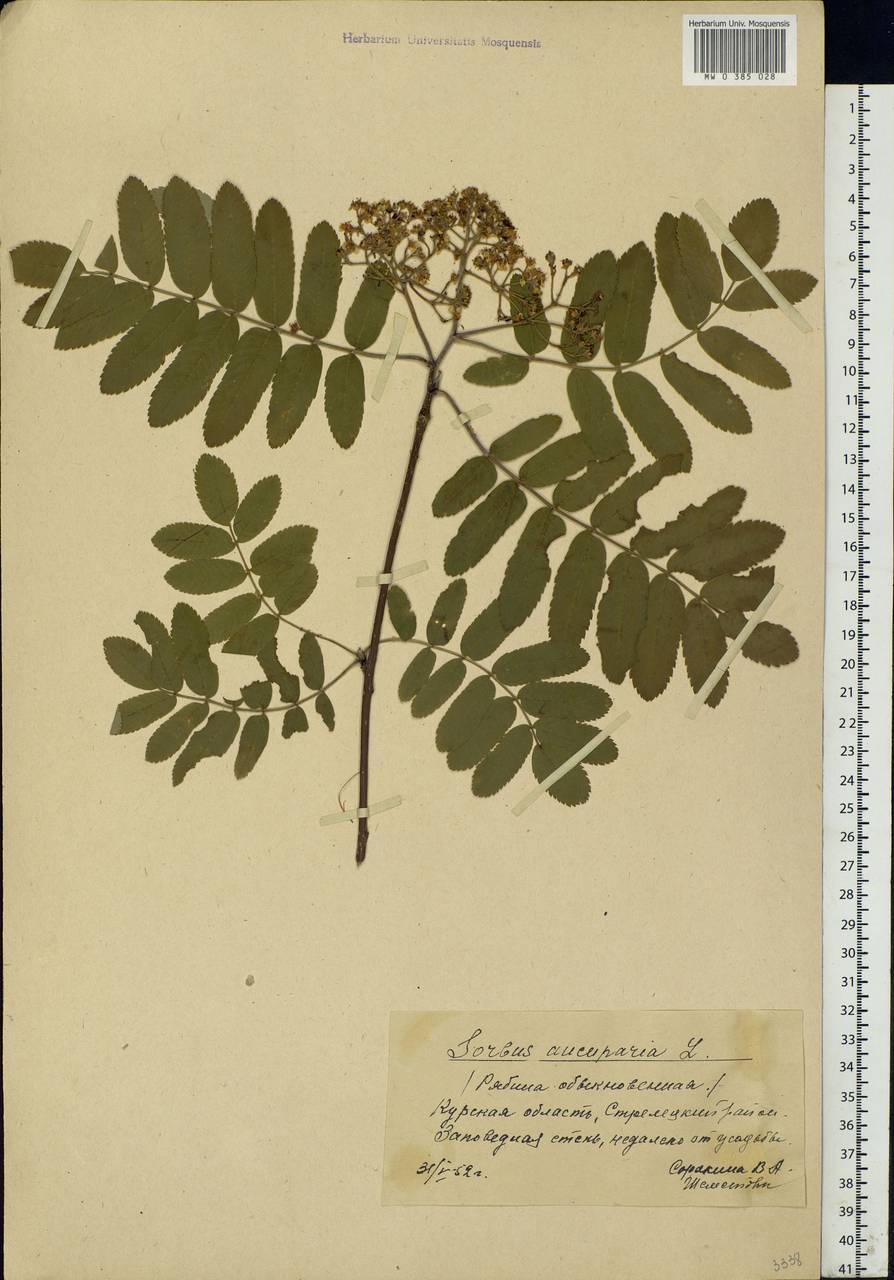 Sorbus aucuparia L., Eastern Europe, Central forest-and-steppe region (E6) (Russia)