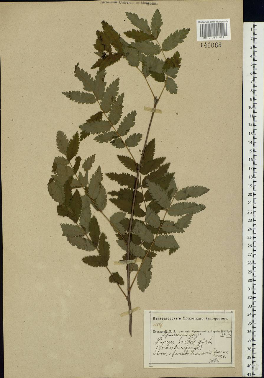 Sorbus aucuparia L., Eastern Europe, Central forest-and-steppe region (E6) (Russia)