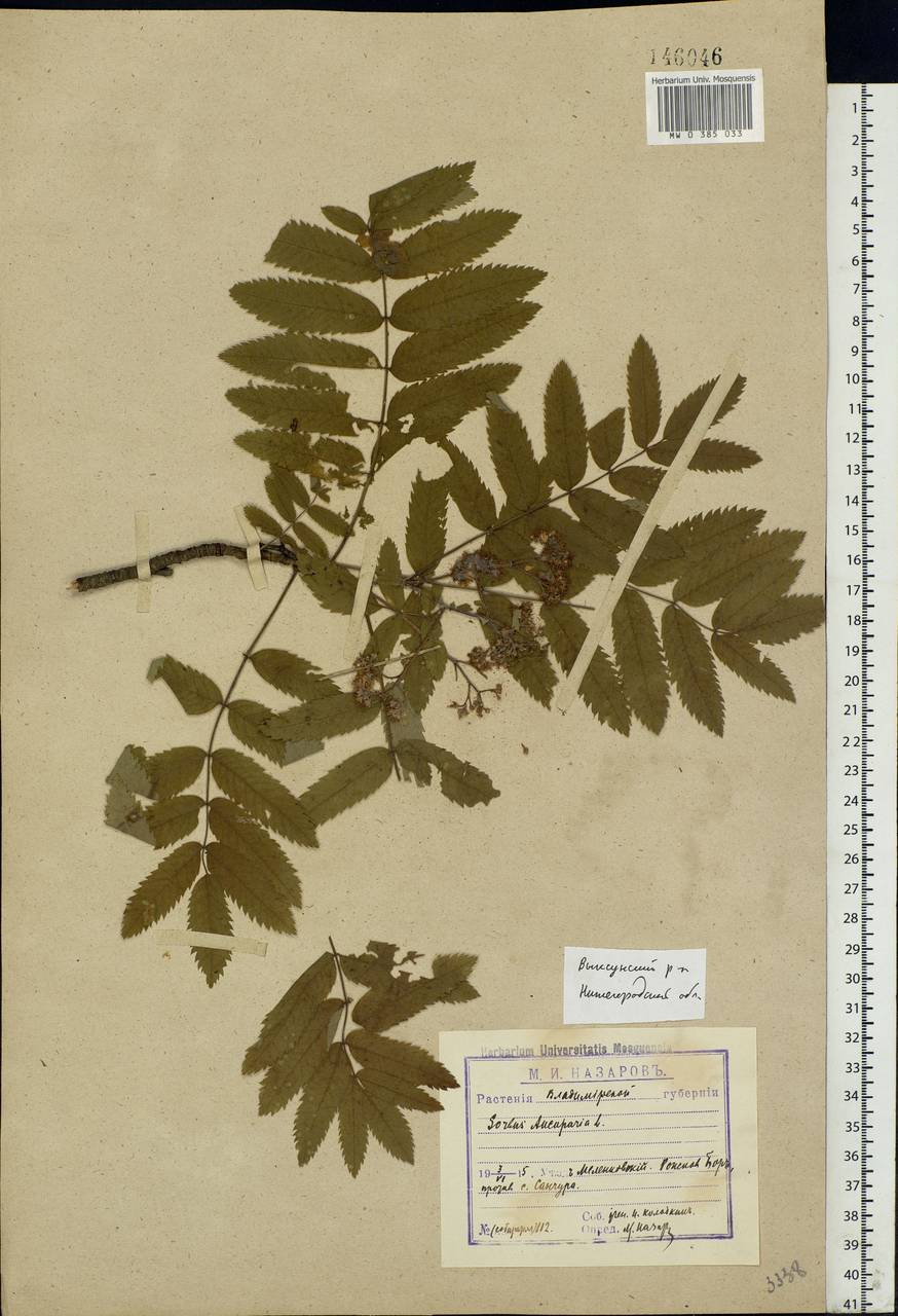 Sorbus aucuparia L., Eastern Europe, Volga-Kama region (E7) (Russia)
