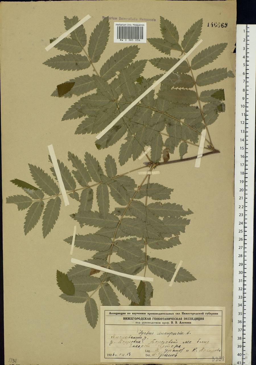 Sorbus aucuparia L., Eastern Europe, Volga-Kama region (E7) (Russia)