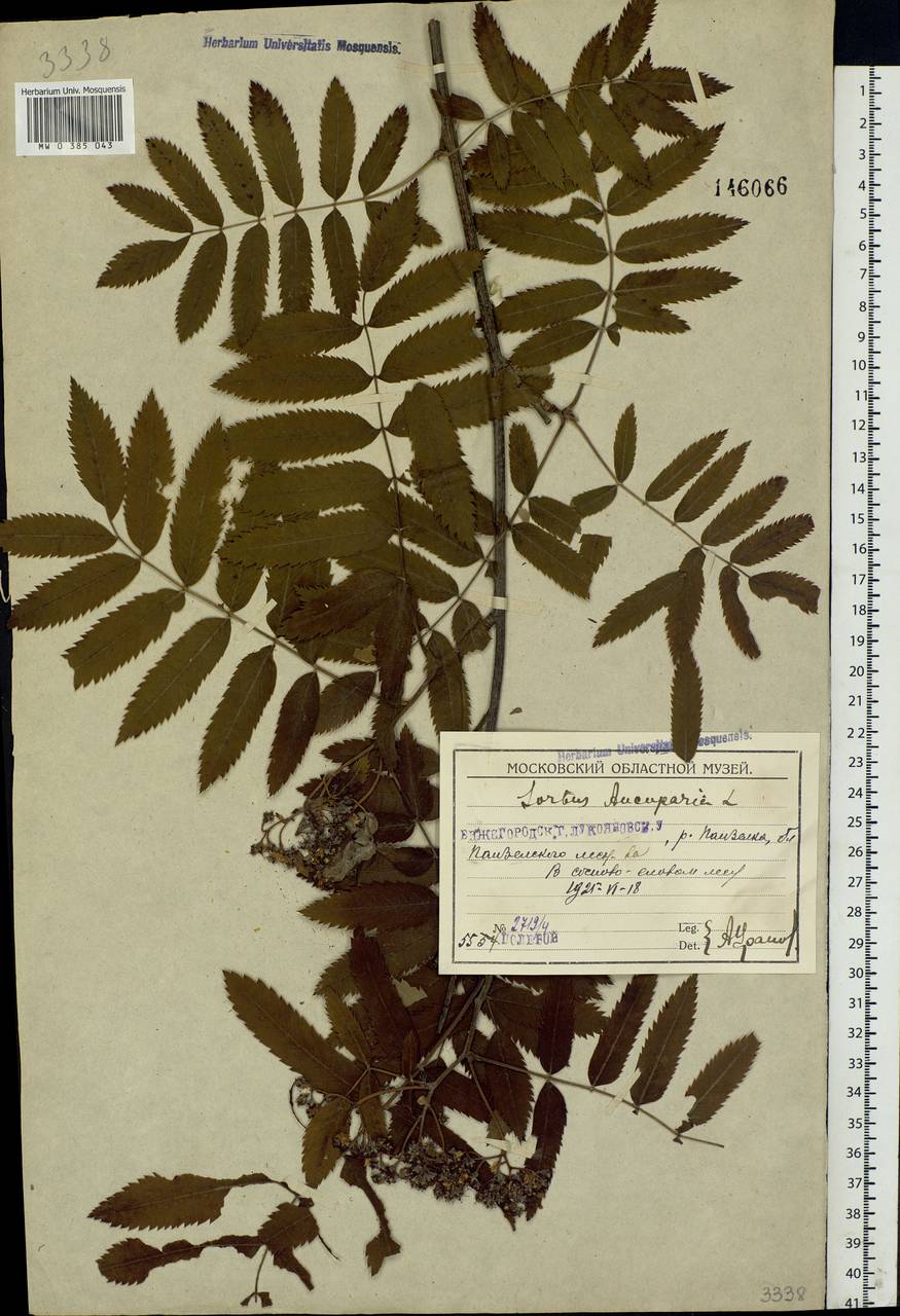 Sorbus aucuparia L., Eastern Europe, Volga-Kama region (E7) (Russia)