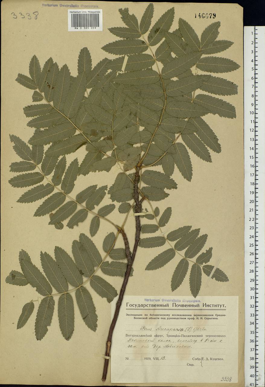 Sorbus aucuparia L., Eastern Europe, Eastern region (E10) (Russia)