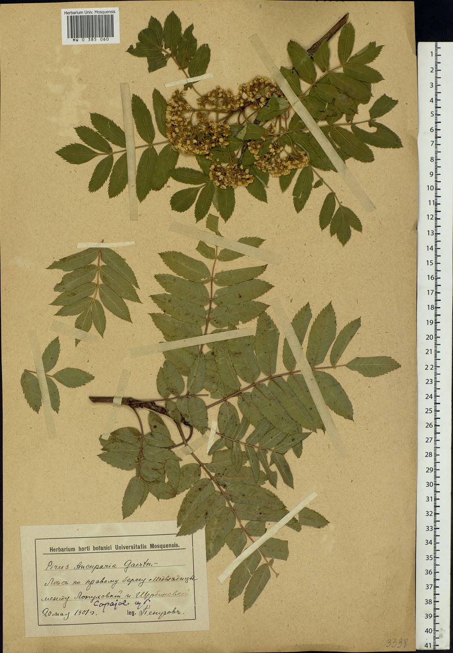Sorbus aucuparia L., Eastern Europe, Lower Volga region (E9) (Russia)
