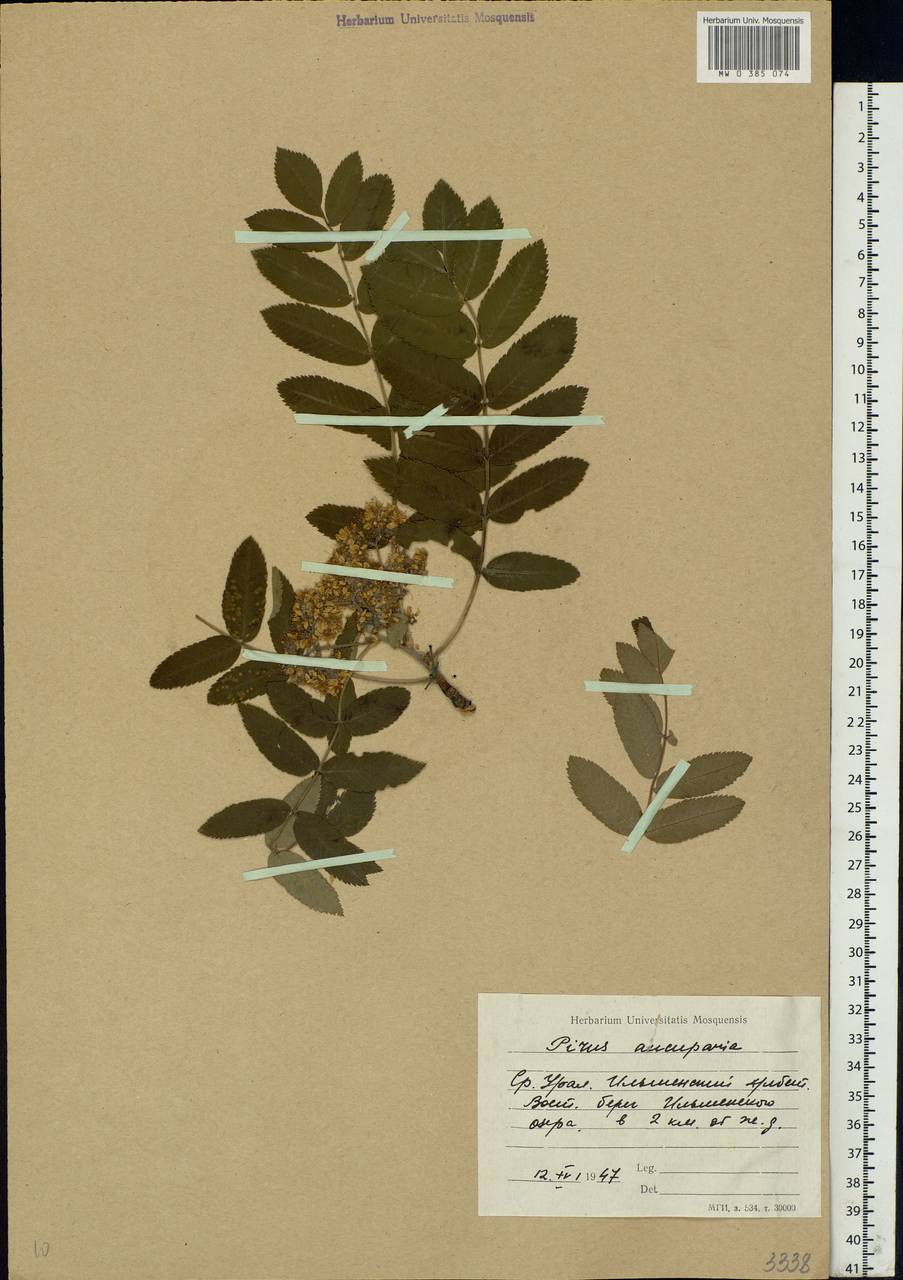 Sorbus aucuparia L., Eastern Europe, Eastern region (E10) (Russia)