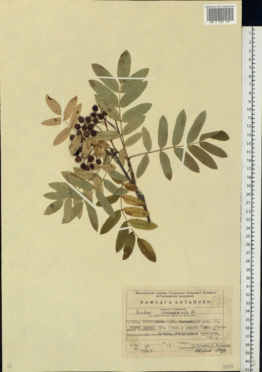 Sorbus aucuparia L., Eastern Europe, Eastern region (E10) (Russia)