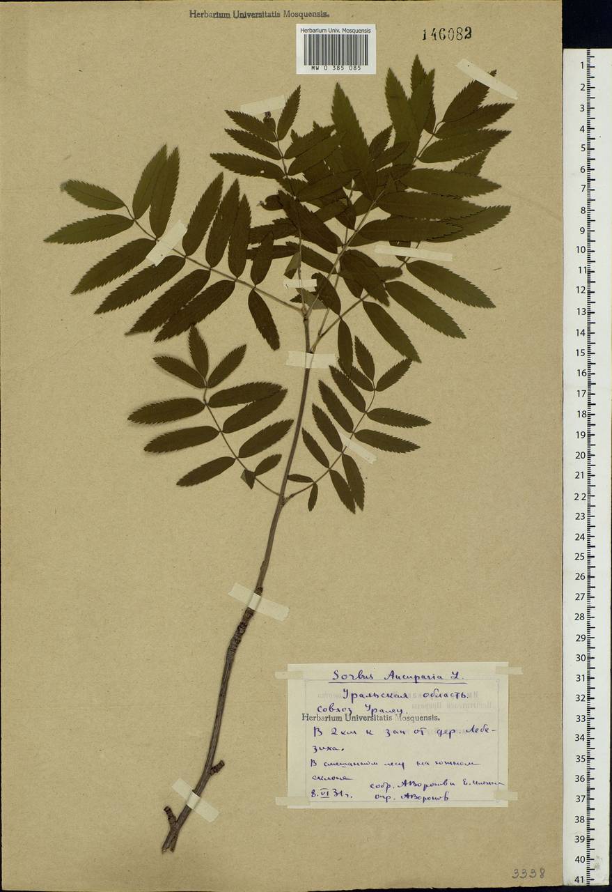 Sorbus aucuparia L., Eastern Europe, Eastern region (E10) (Russia)