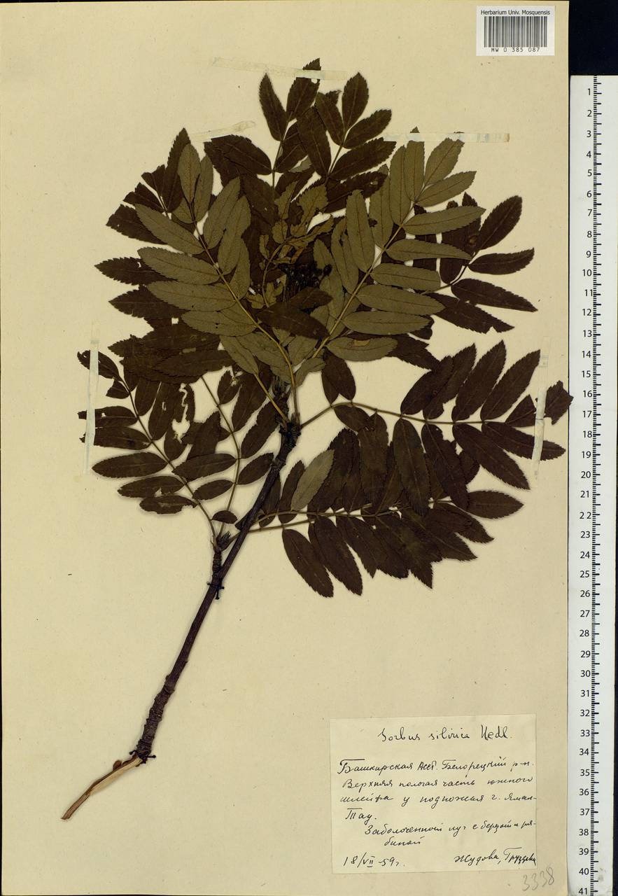 Sorbus aucuparia L., Eastern Europe, Eastern region (E10) (Russia)