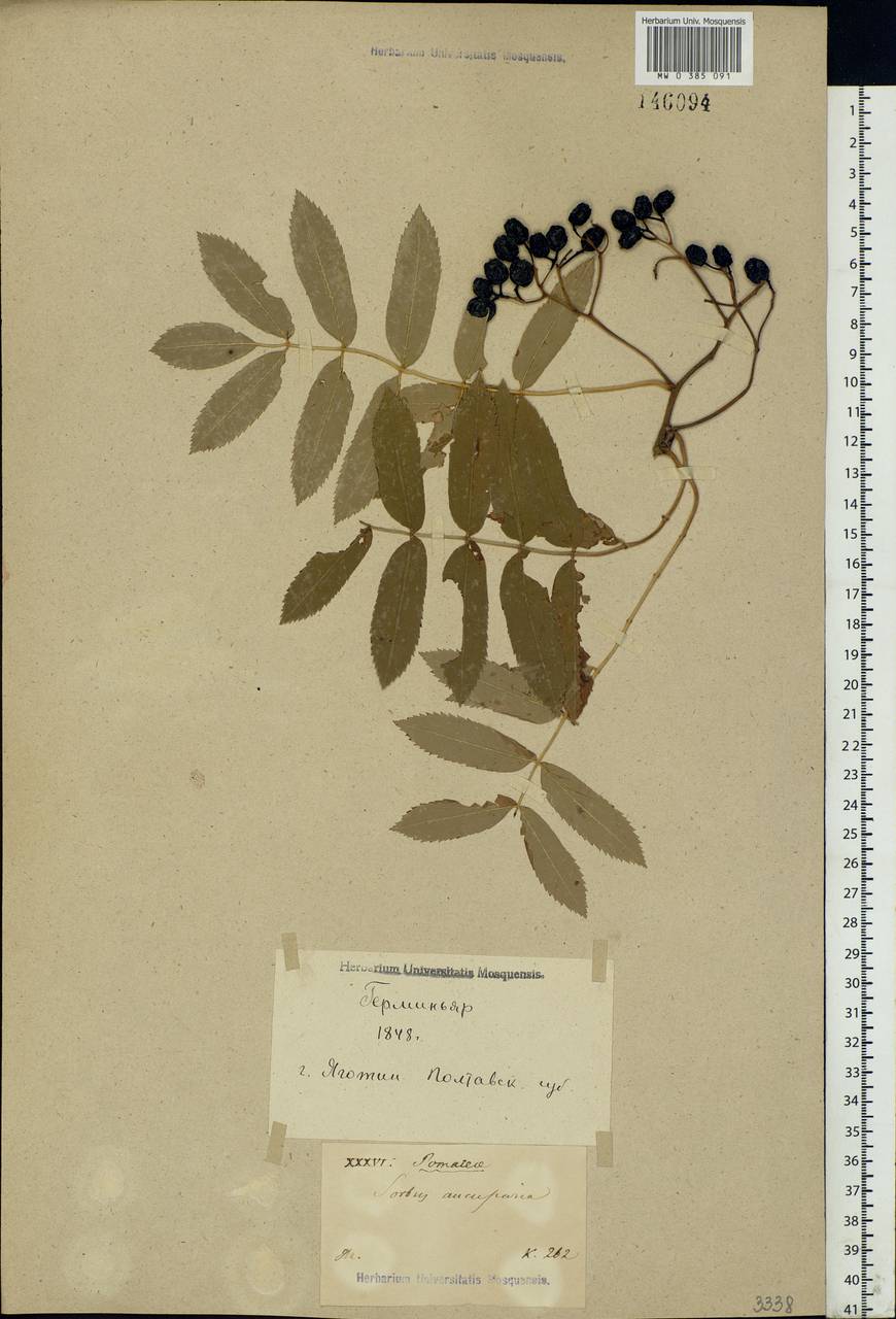 Sorbus aucuparia L., Eastern Europe, North Ukrainian region (E11) (Ukraine)