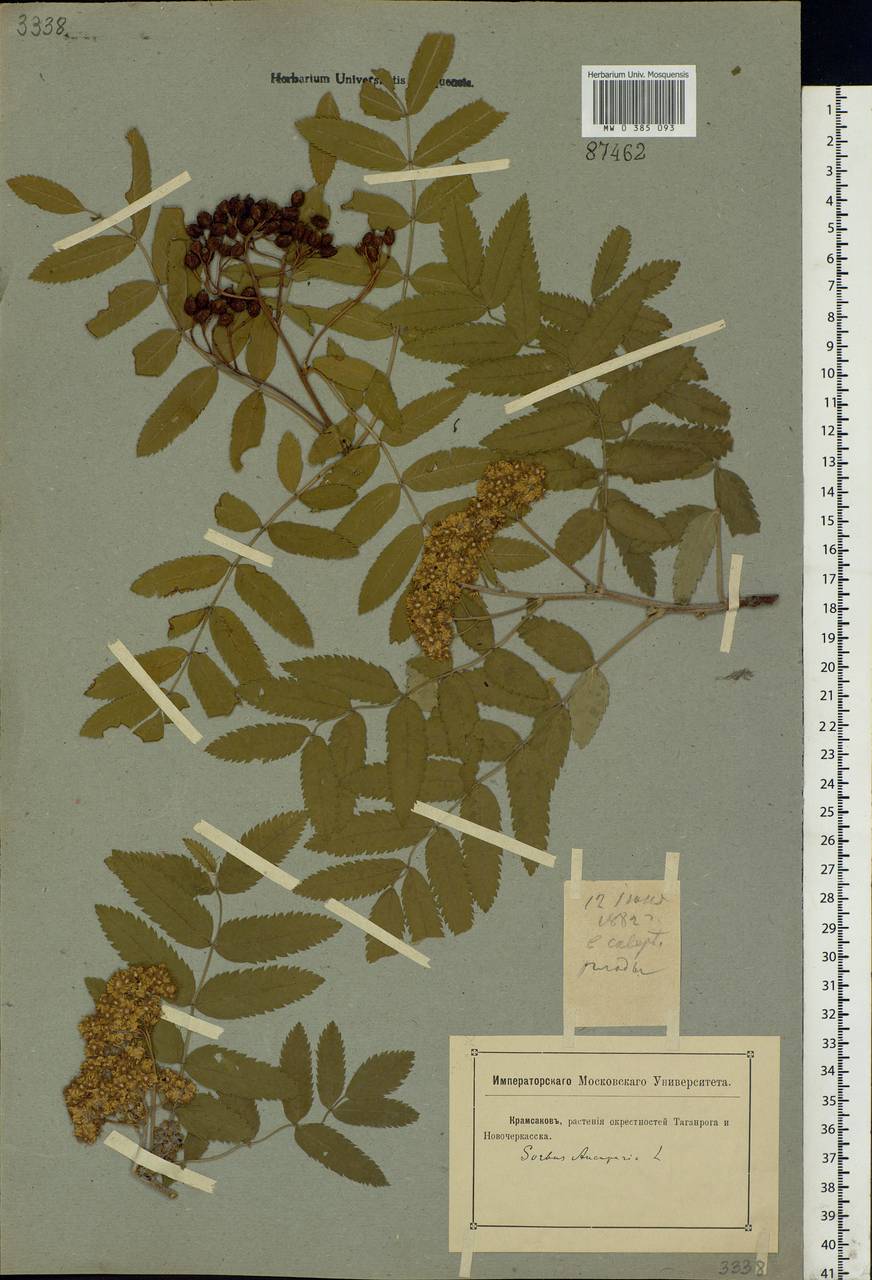 Sorbus aucuparia L., Eastern Europe, Rostov Oblast (E12a) (Russia)