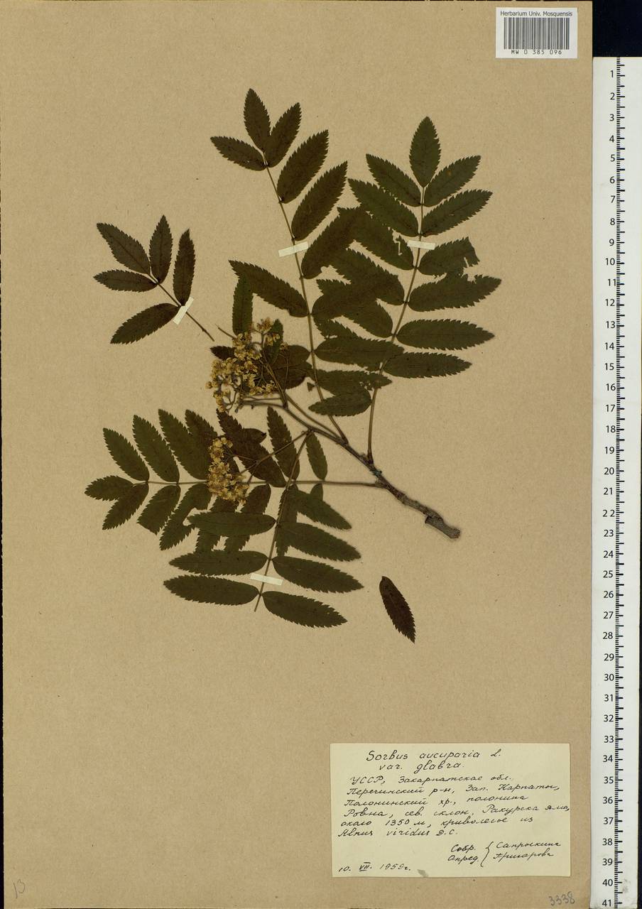 Sorbus aucuparia L., Eastern Europe, West Ukrainian region (E13) (Ukraine)