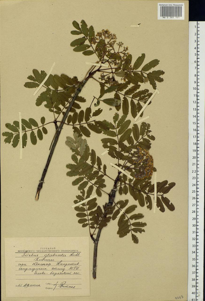 Sorbus aucuparia subsp. glabrata (Wimm. & Grab.) Hedl., Eastern Europe, Northern region (E1) (Russia)