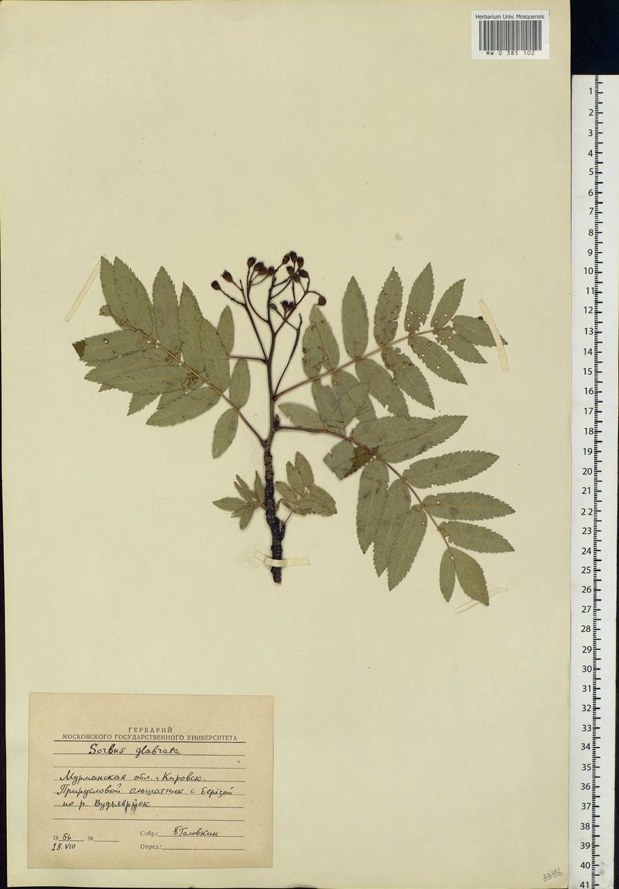Sorbus aucuparia subsp. glabrata (Wimm. & Grab.) Hedl., Eastern Europe, Northern region (E1) (Russia)