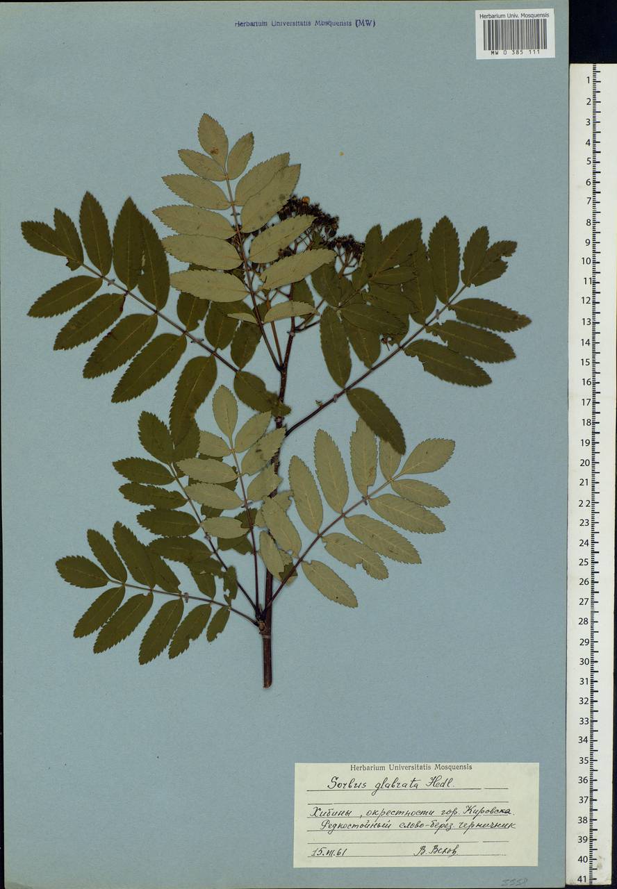 Sorbus aucuparia subsp. glabrata (Wimm. & Grab.) Hedl., Eastern Europe, Northern region (E1) (Russia)