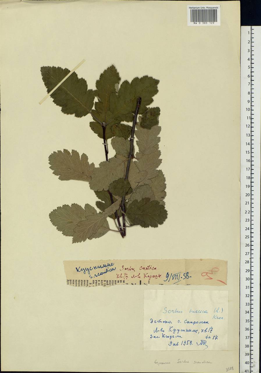 Hedlundia intermedia (Ehrh.) Mosyakin, Fedor. & McNeill, Eastern Europe, Estonia (E2c) (Estonia)