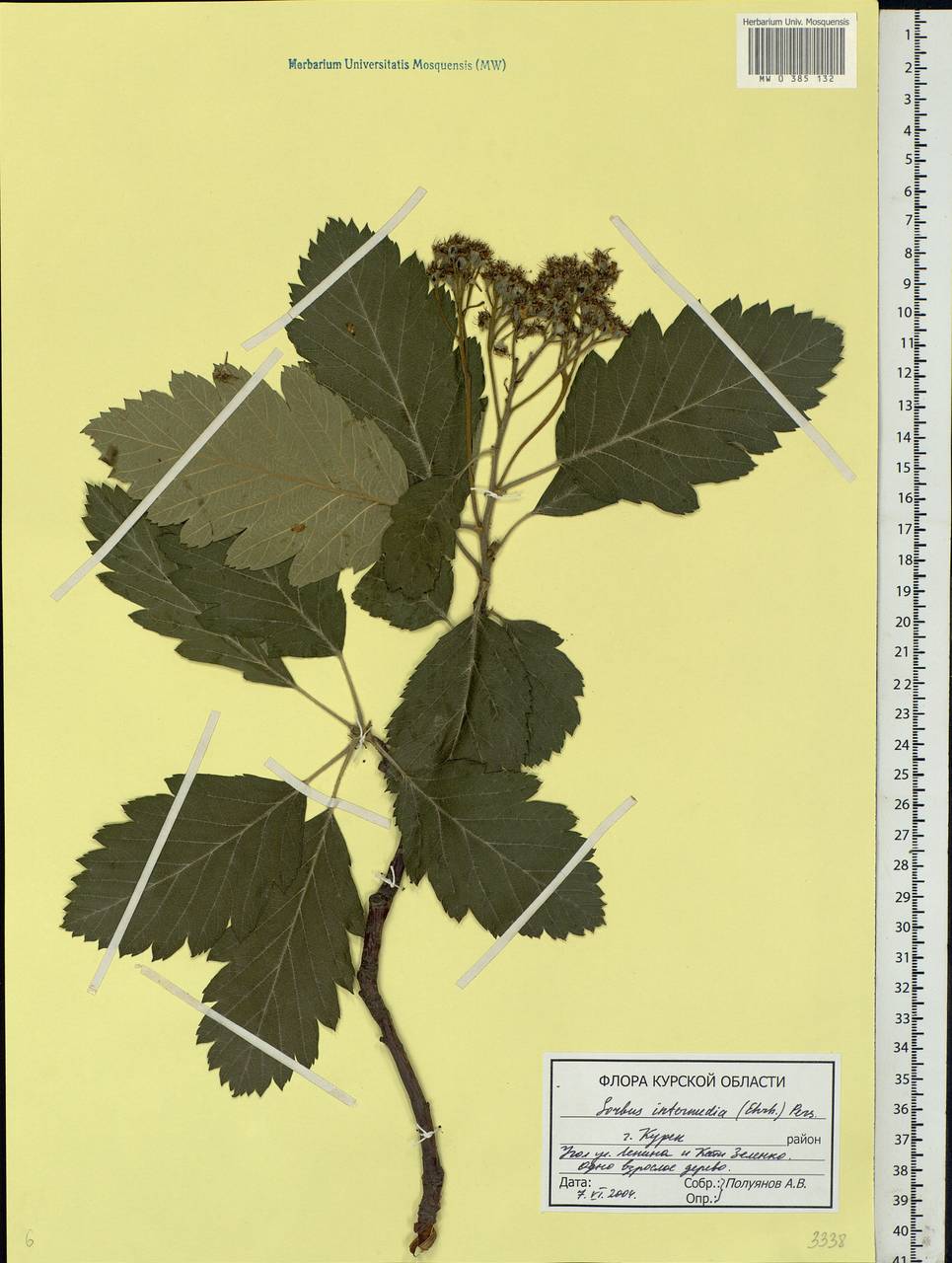 Hedlundia intermedia (Ehrh.) Mosyakin, Fedor. & McNeill, Eastern Europe, Central forest-and-steppe region (E6) (Russia)
