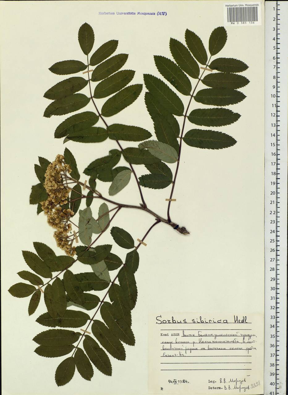 Sorbus aucuparia subsp. glabrata (Wimm. & Grab.) Hedl., Eastern Europe, Northern region (E1) (Russia)