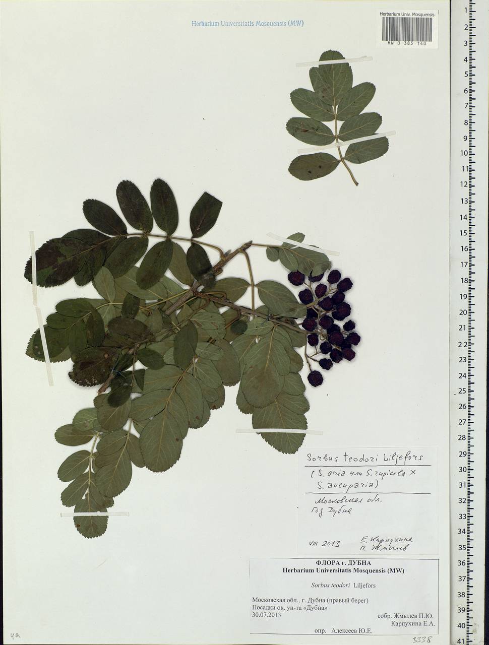Hedlundia teodori (Liljef.) Sennikov & Kurtto, Eastern Europe, Moscow region (E4a) (Russia)