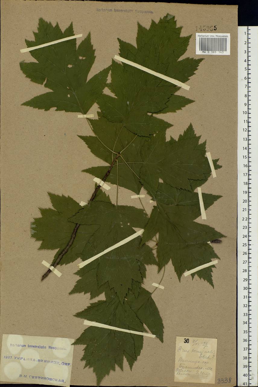 Aria torminalis (L.) Beck, Eastern Europe, South Ukrainian region (E12) (Ukraine)