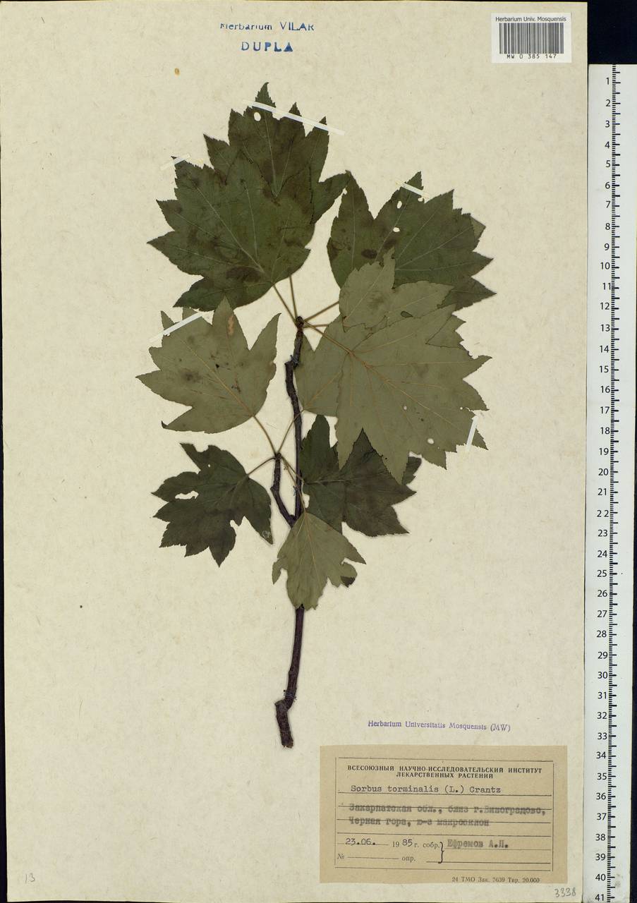 Aria torminalis (L.) Beck, Eastern Europe, West Ukrainian region (E13) (Ukraine)