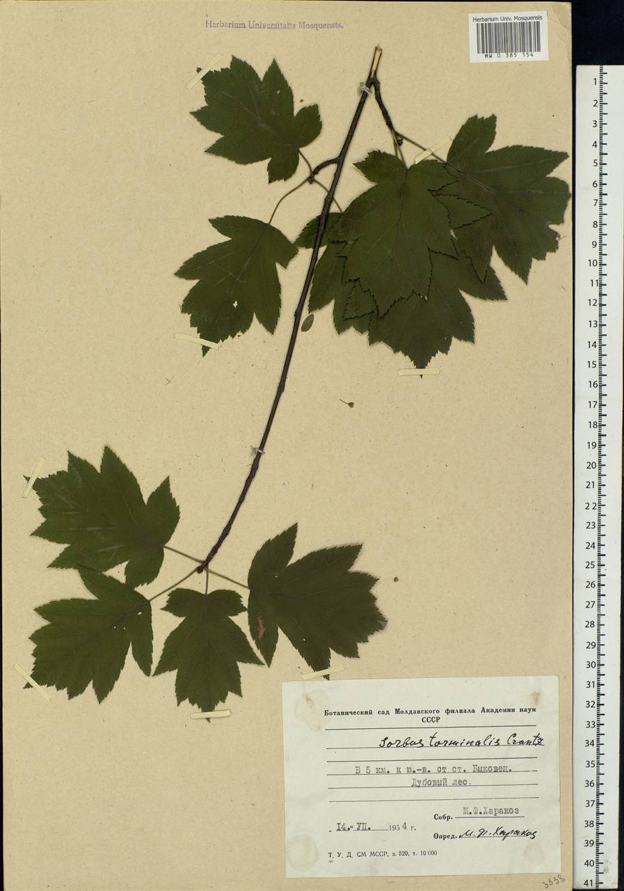 Aria torminalis (L.) Beck, Eastern Europe, Moldova (E13a) (Moldova)