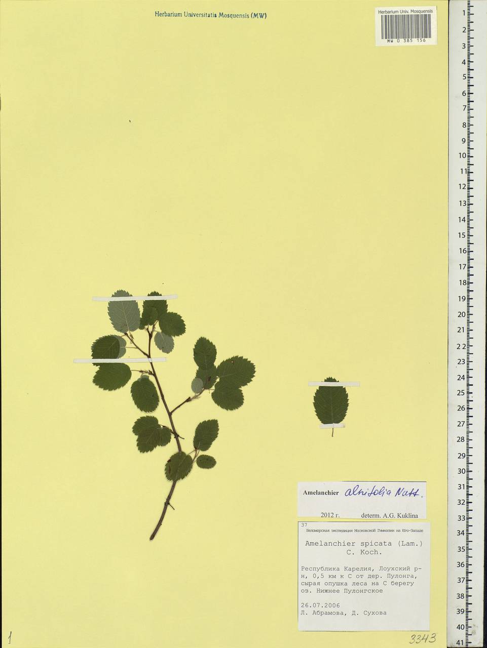 Amelanchier alnifolia (Nutt.) Nutt., Eastern Europe, Northern region (E1) (Russia)