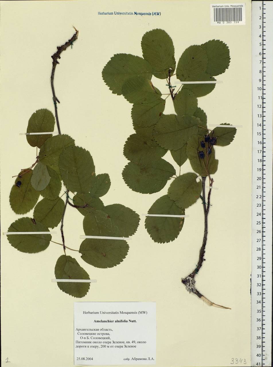 Amelanchier alnifolia (Nutt.) Nutt., Eastern Europe, Northern region (E1) (Russia)