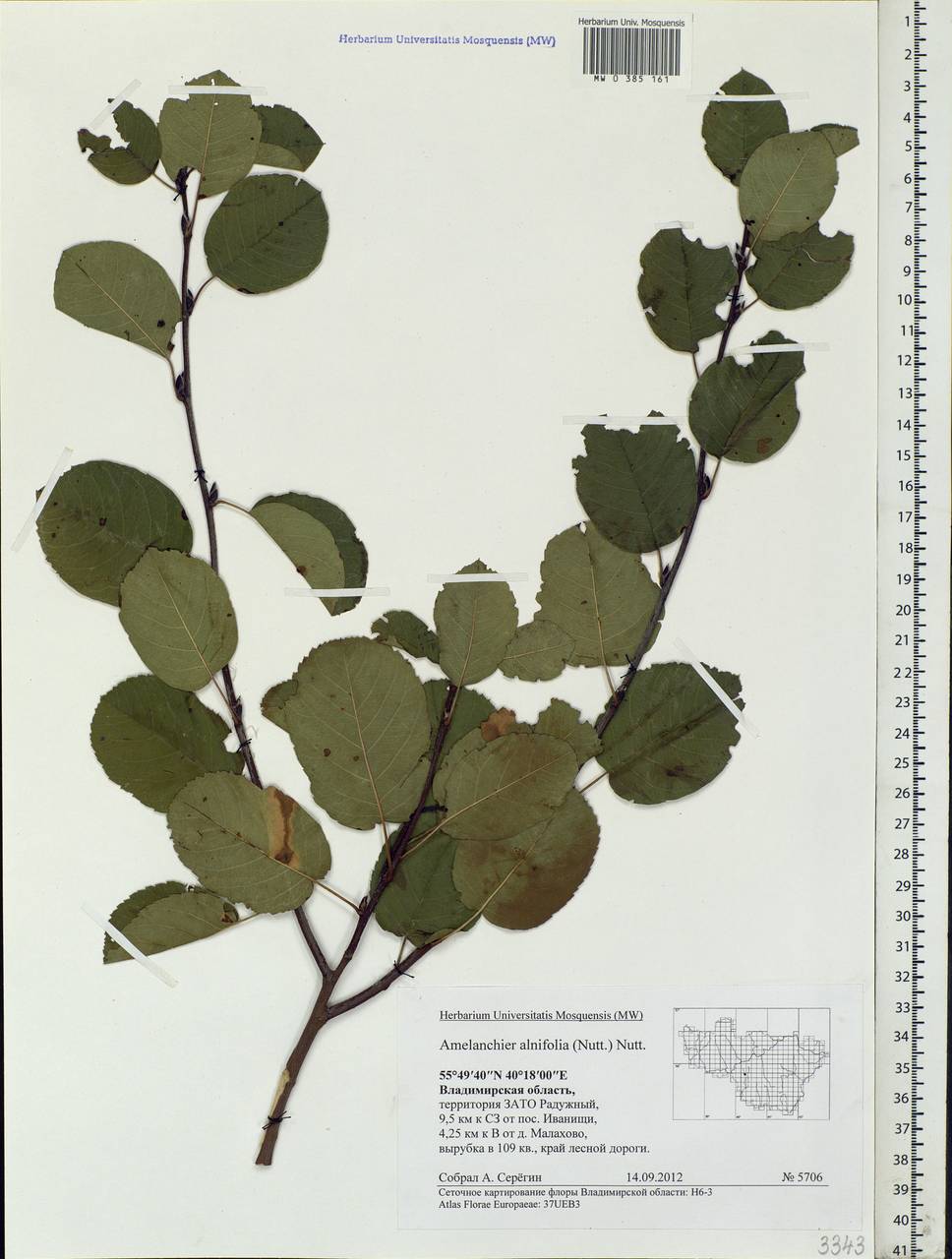 Amelanchier alnifolia (Nutt.) Nutt., Eastern Europe, Central region (E4) (Russia)