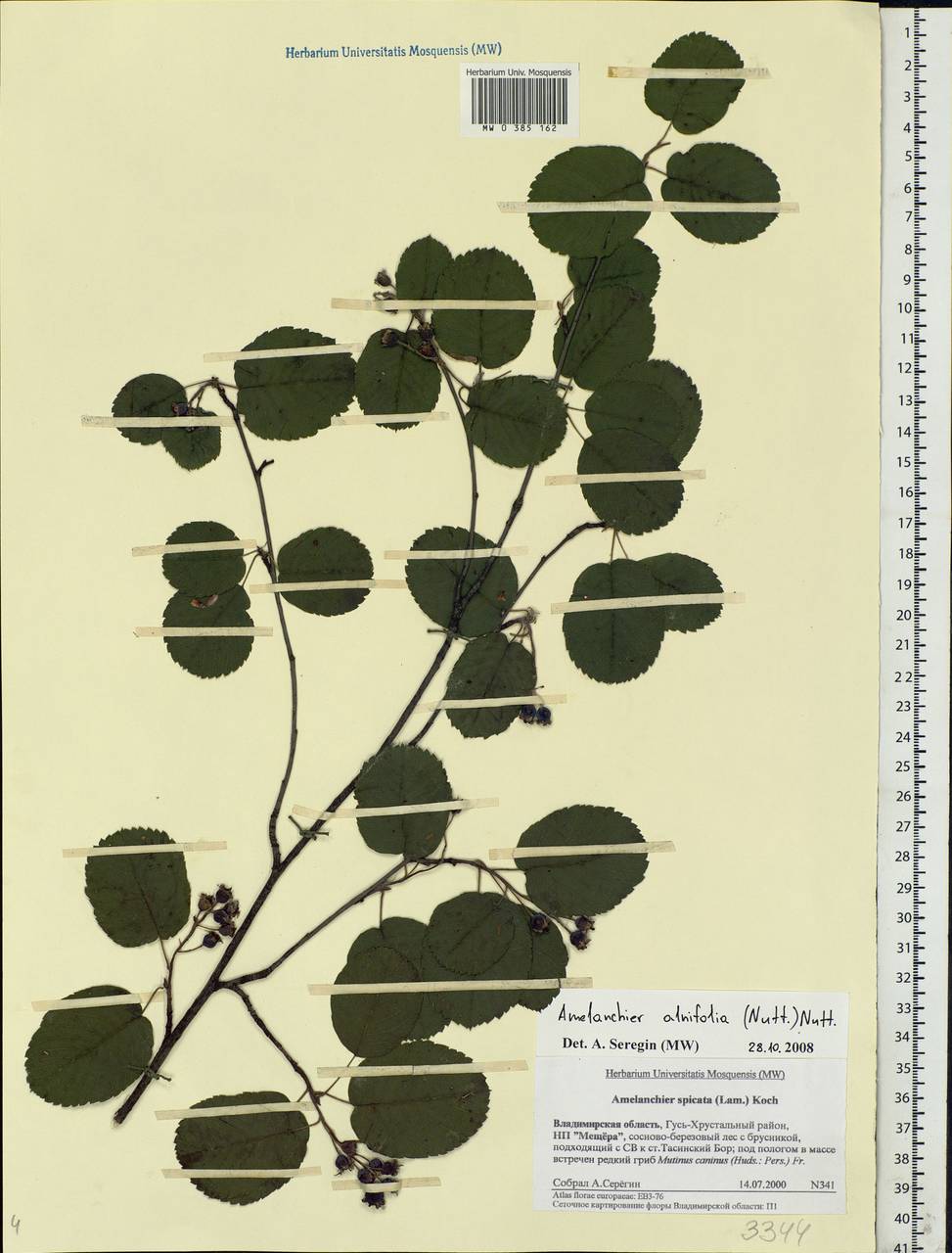 Amelanchier alnifolia (Nutt.) Nutt., Eastern Europe, Central region (E4) (Russia)
