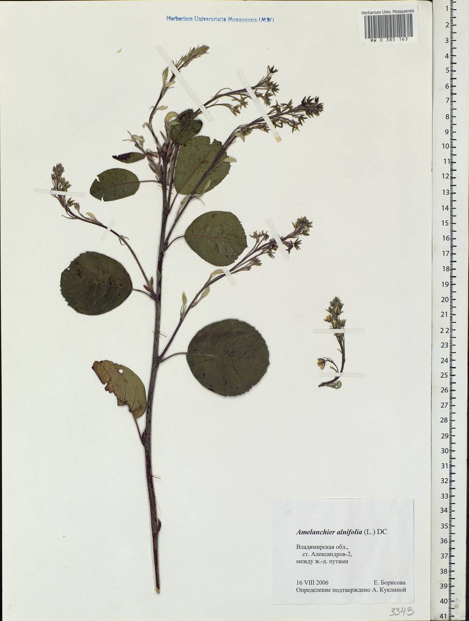Amelanchier alnifolia (Nutt.) Nutt., Eastern Europe, Central region (E4) (Russia)