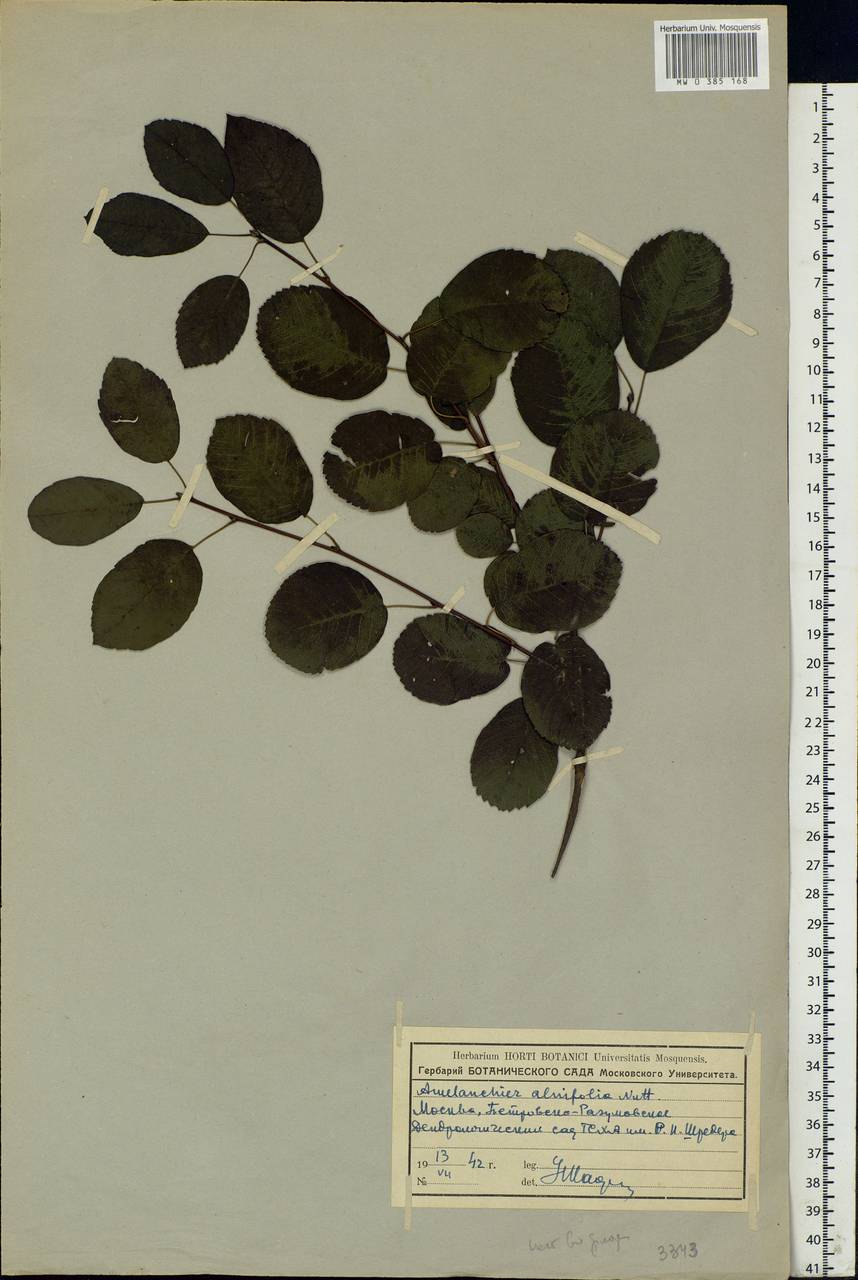 Amelanchier alnifolia (Nutt.) Nutt., Eastern Europe, Moscow region (E4a) (Russia)