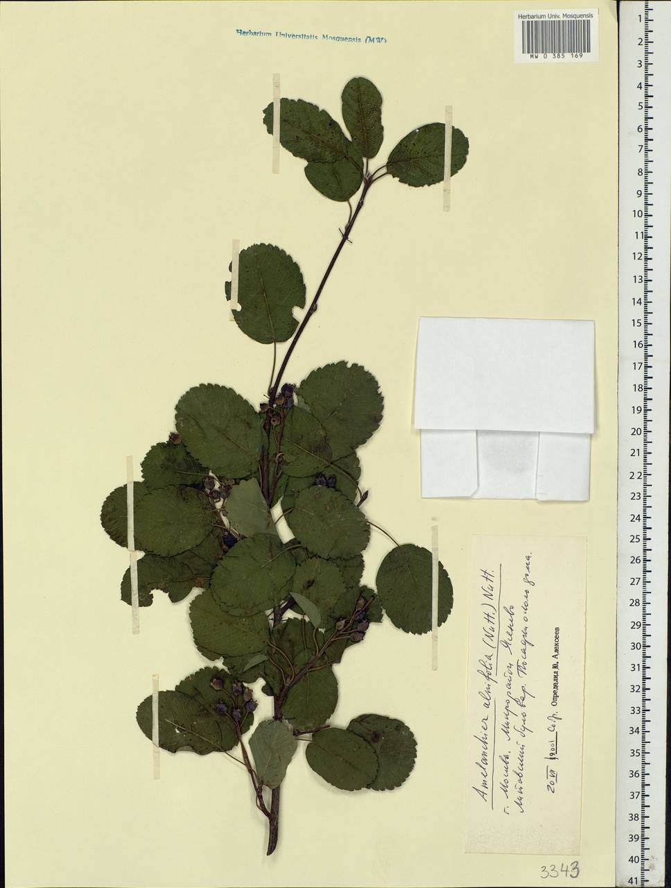 Amelanchier alnifolia (Nutt.) Nutt., Eastern Europe, Moscow region (E4a) (Russia)