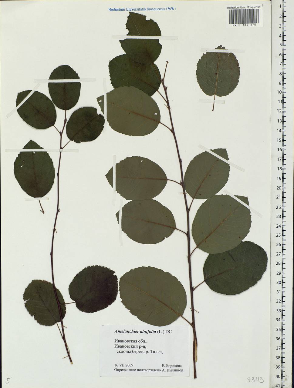 Amelanchier alnifolia (Nutt.) Nutt., Eastern Europe, Central forest region (E5) (Russia)