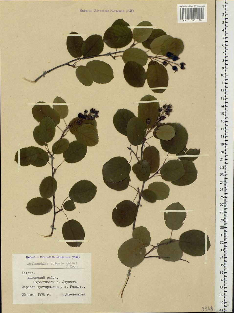 Amelanchier × spicata (Lam.) K. Koch, Eastern Europe, Latvia (E2b) (Latvia)