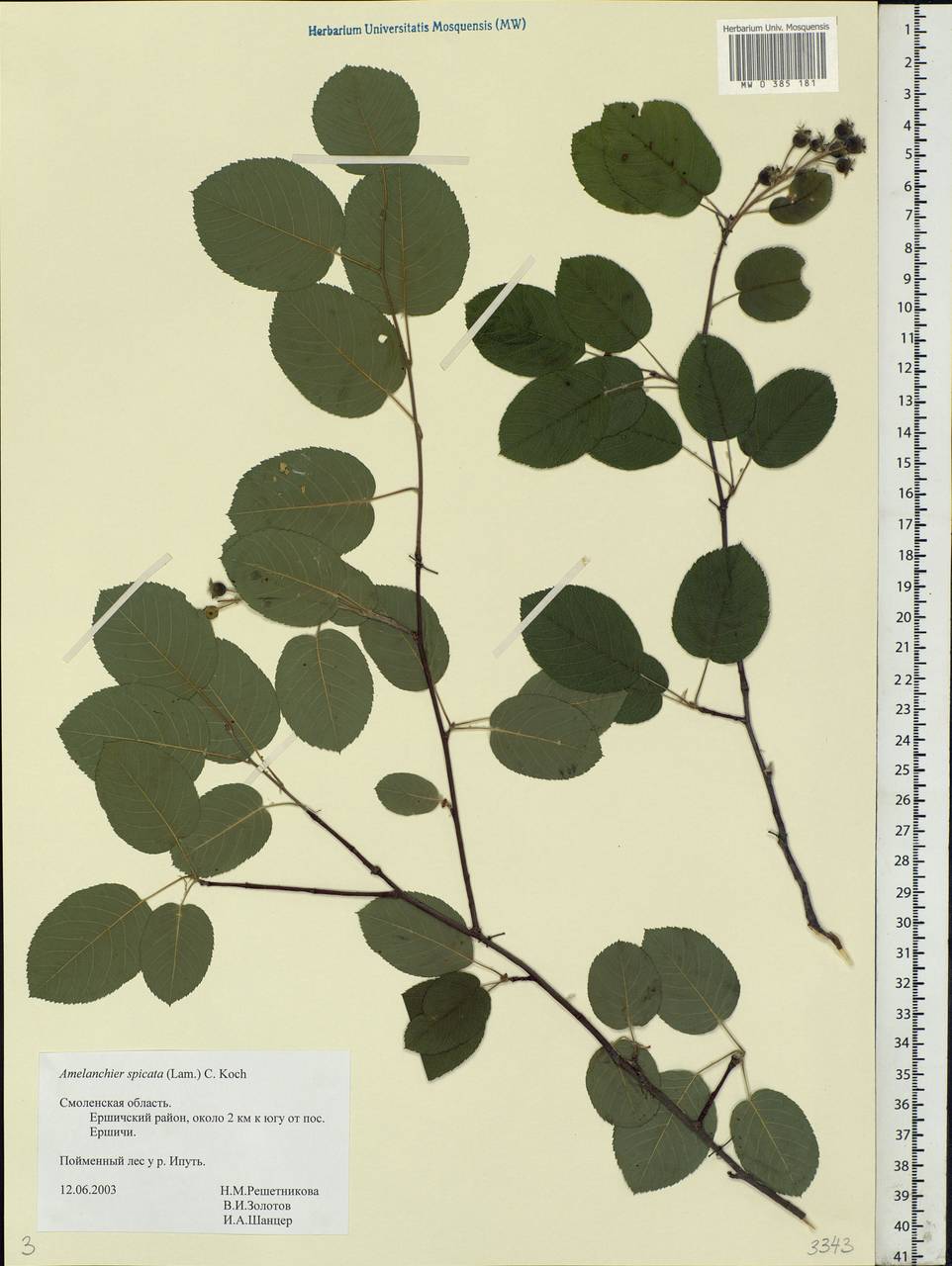 Amelanchier × spicata (Lam.) K. Koch, Eastern Europe, Western region (E3) (Russia)