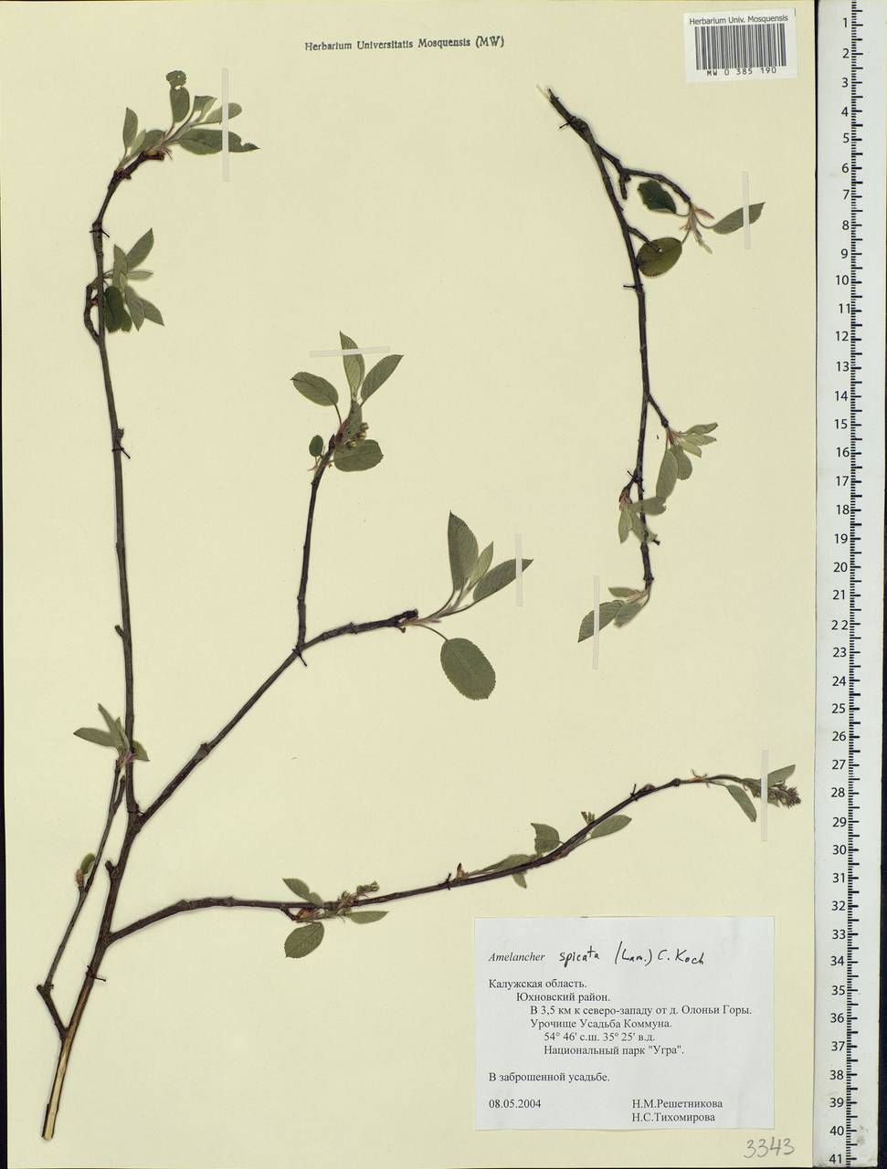 Amelanchier × spicata (Lam.) K.Koch, Eastern Europe, Central region (E4) (Russia)