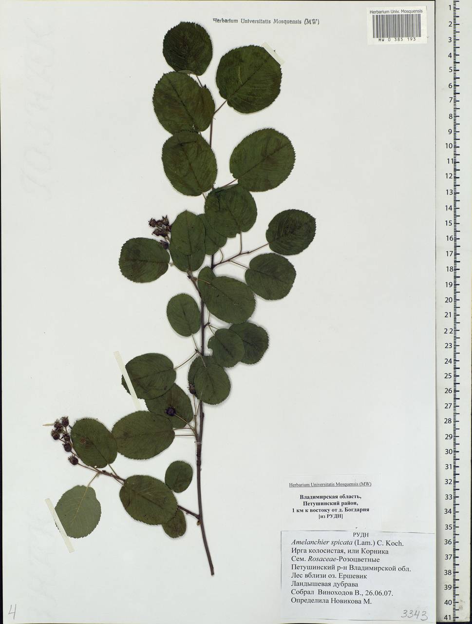 Amelanchier × spicata (Lam.) K. Koch, Eastern Europe, Central region (E4) (Russia)