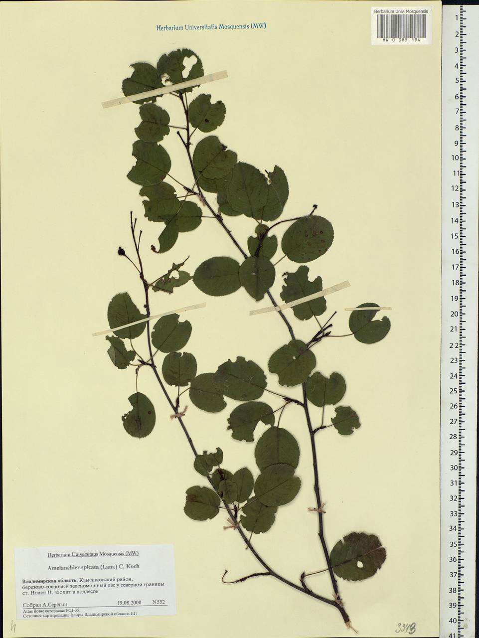 Amelanchier × spicata (Lam.) K. Koch, Eastern Europe, Central region (E4) (Russia)