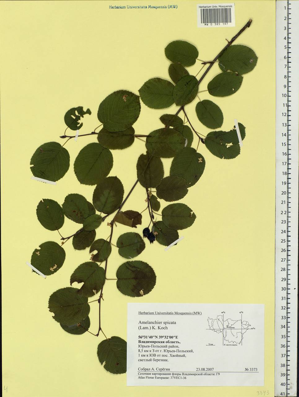 Amelanchier × spicata (Lam.) K. Koch, Eastern Europe, Central region (E4) (Russia)