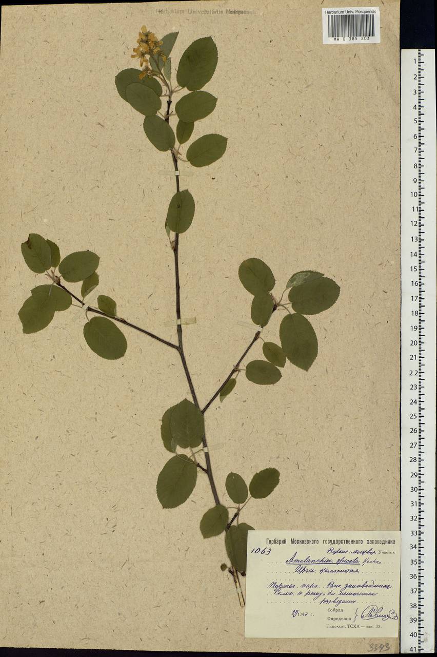 Amelanchier × spicata (Lam.) K. Koch, Eastern Europe, Moscow region (E4a) (Russia)
