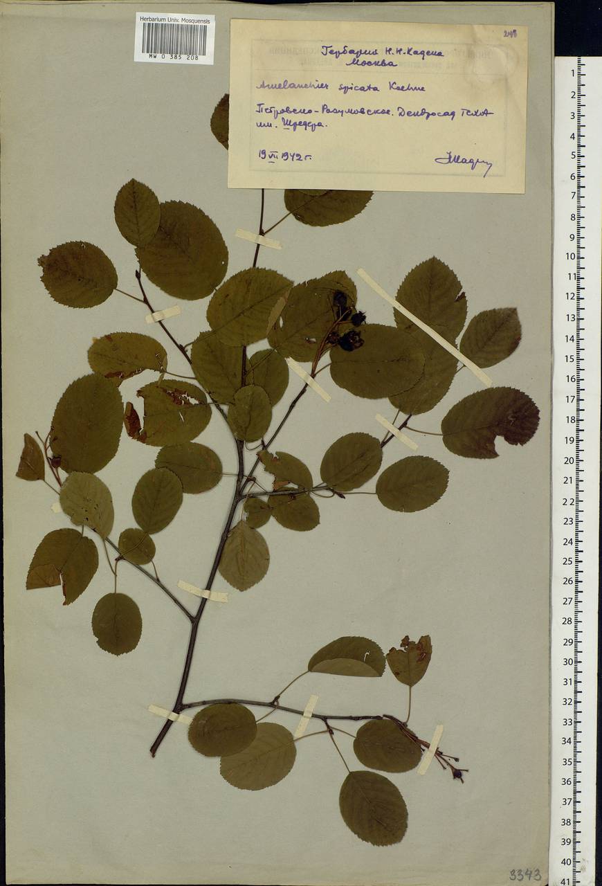 Amelanchier × spicata (Lam.) K. Koch, Eastern Europe, Moscow region (E4a) (Russia)