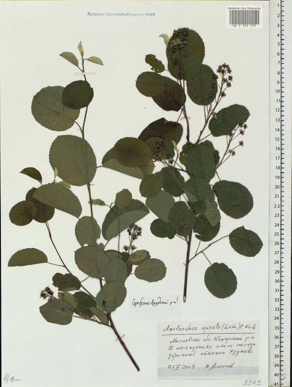 Amelanchier × spicata (Lam.) K. Koch, Eastern Europe, Moscow region (E4a) (Russia)