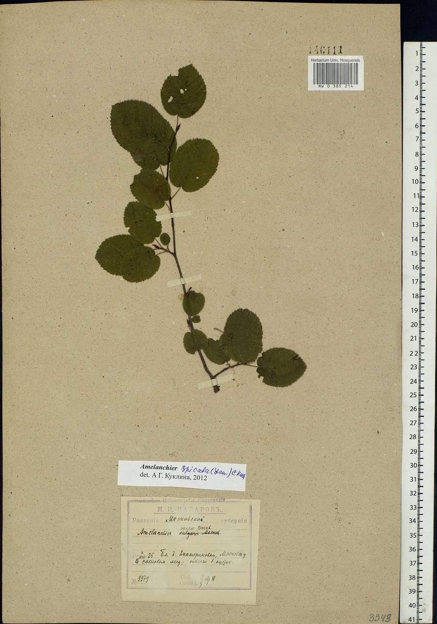 Amelanchier × spicata (Lam.) K. Koch, Eastern Europe, Moscow region (E4a) (Russia)