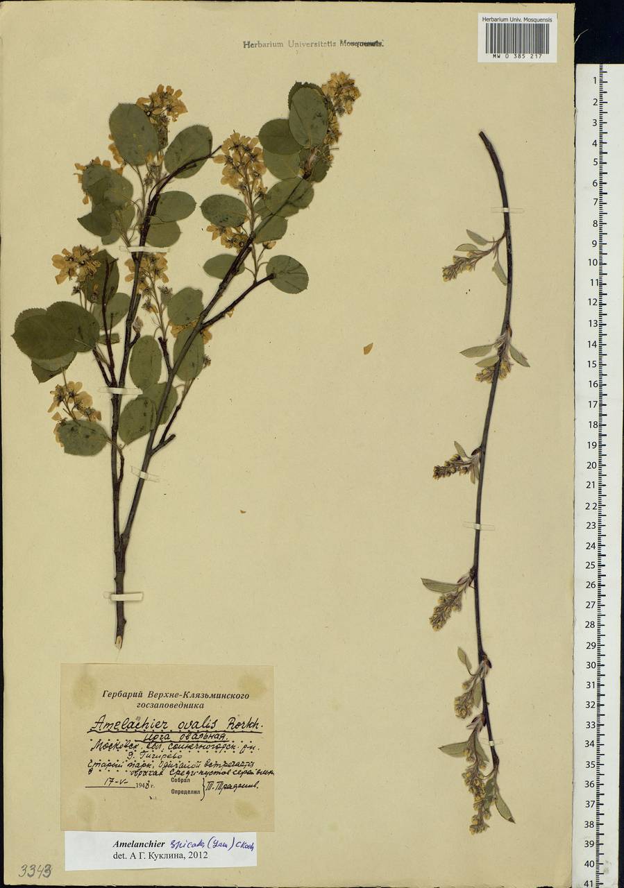 Amelanchier × spicata (Lam.) K. Koch, Eastern Europe, Moscow region (E4a) (Russia)