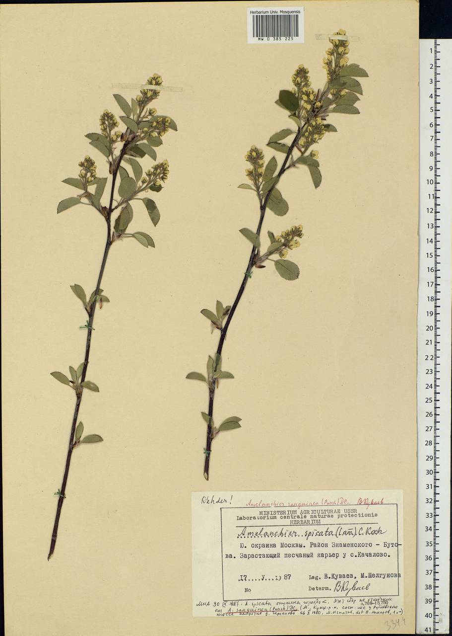 Amelanchier × spicata (Lam.) K. Koch, Eastern Europe, Moscow region (E4a) (Russia)