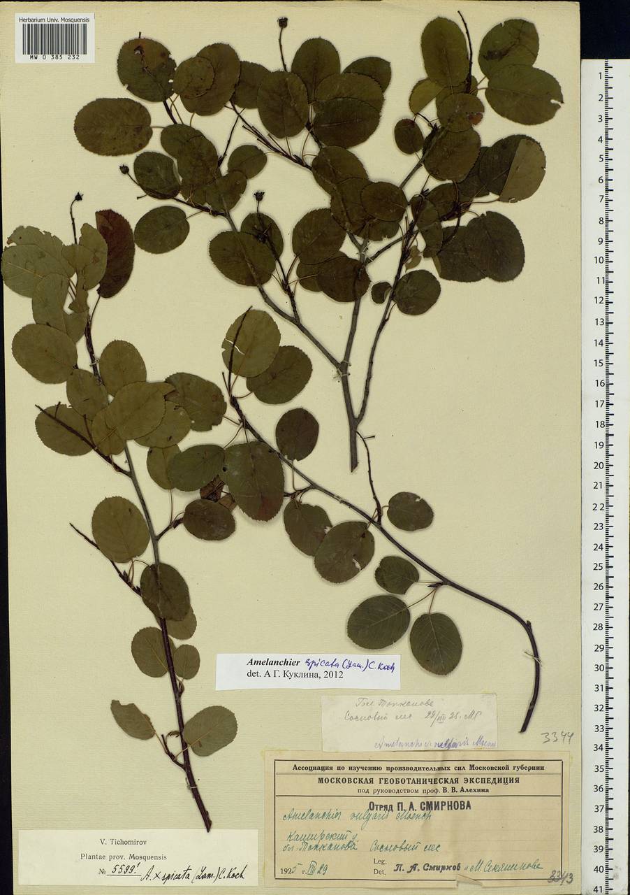 Amelanchier × spicata (Lam.) K. Koch, Eastern Europe, Moscow region (E4a) (Russia)