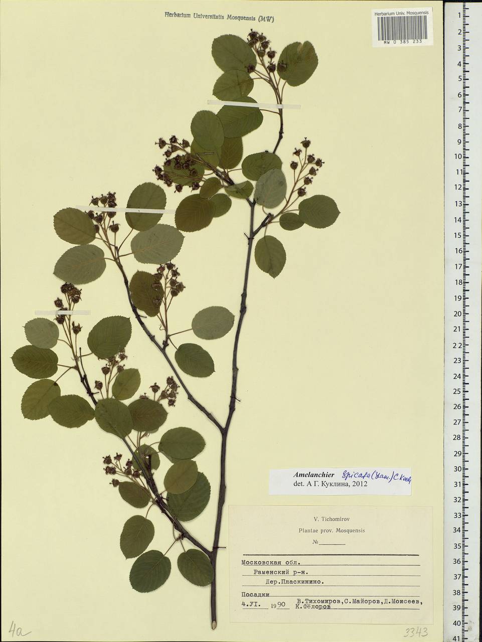 Amelanchier × spicata (Lam.) K. Koch, Eastern Europe, Moscow region (E4a) (Russia)