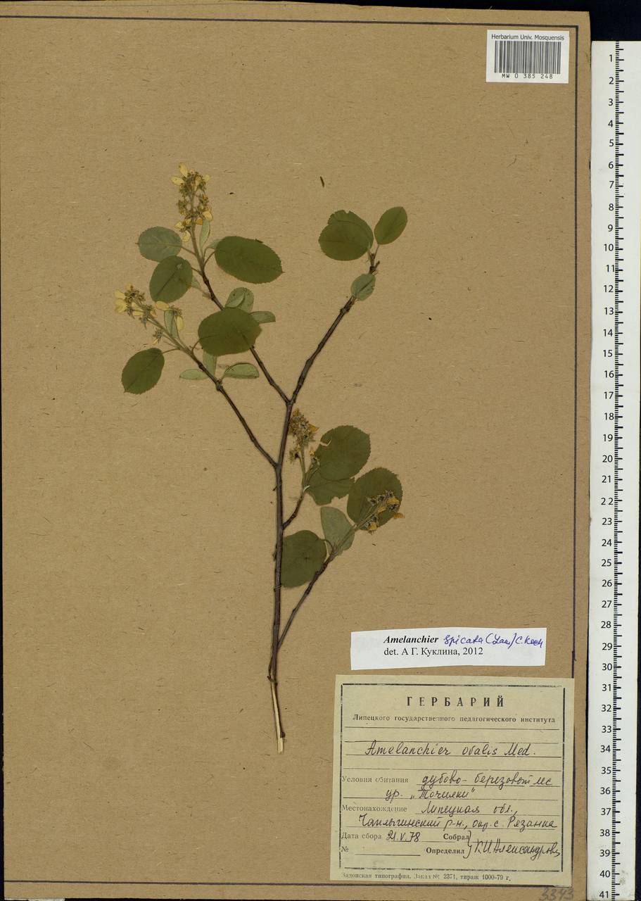 Amelanchier × spicata (Lam.) K. Koch, Eastern Europe, Central forest-and-steppe region (E6) (Russia)